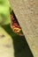 A Hornet Vespa crabro perching on a wooden fence.