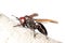 Hornet wasp