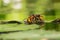 Hornet Wasp