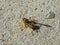 A hornet (wasp) sits on a concrete surface