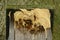 Hornets and hornet nest in the bird booth