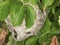 Hornets nest in the leaves of tree