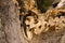 Hornets nesting in tree stump