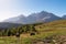 Hornischegg - Herd of wild horses grazing on alpine meadow with scenic view of Sextner Rotwand, Sexten Dolomites