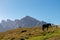 Hornischegg - Herd of wild horses grazing on alpine meadow with scenic view of Sextner Rotwand, Sexten Dolomites