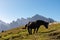 Hornischegg - Herd of wild horses grazing on alpine meadow with scenic view of Sextner Rotwand, Sexten Dolomites