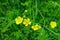 Hornischegg - Meadow buttercup flowers blooming on a picturesque alpine meadow during the vibrant spring season