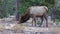 Hornless big deer eats dry grass in the Grand Canyon area, Arizona USA