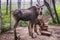 Hornless deer with two young deers