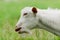 A hornless young goat stretches to the growing grass in order to eat