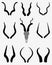 Horns of antelopes