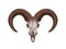 Horns Goat Skull Flat