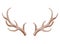 Horns. Hunting trophy. Vector horned wild animal. Pairs of antlers. Vector illustration of hunted animal, wildlife