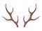 Horns. Hunting trophy. Vector horned wild animal. Pairs of antlers. Vector illustration of hunted animal, wildlife