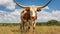 horns texas longhorn cow