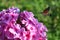 Hornworm butterfly drinking nectar from of phlox