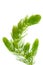 Hornwort  Ceratophyllum demersum