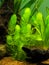 Hornwort plant Ceratophyllum demersum on a fish tank