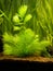 Hornwort plant Ceratophyllum demersum on a fish tank with blurred background