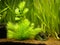 Hornwort plant Ceratophyllum demersum on a fish tank with blurred background