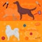 Horozontal banner, dog design elements, Irish setter and samoyed in flat style. Grooming, walking and training items.