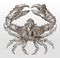 Horrid elbow crab or rubble crab, daldorfia horrida in top view