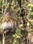 Horrid Thistle Seeds - Cirsium horridulum Michaux -