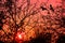 Horror concept image. Sunset through tree branches without leaves. Flying bats silhouettes as Halloween or vampire symbols