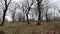 Horror dead winter forest in fog. Slider shot of trees silhouettes or morning in foggy forest. Fog flows through the winter forest