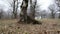 Horror dead winter forest in fog. Slider shot of trees silhouettes or morning in foggy forest. Fog flows through the winter forest