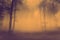 Horror foggy forest scene