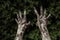 Horror and Halloween theme: Terrible zombie hands dirty with black nails reaches for green leaves, walking dead apocalypse, first-