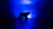 Horror view of big bear in abandoned corridor. The silhouette of a bear in foggy dark toned background