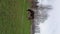 Horse against backdrop of urban landscape.