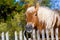 Horse against old wooden fence background.