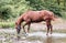 Horse alone drinking in a river