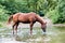 Horse alone drinking in a river during the summer