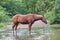 Horse alone in a river during the summer