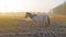 Horse along a foggy lake at sunrise