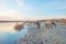 Horse along the shore of a frozen lake