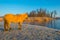 Horse along the shore of a frozen lake at sunrise