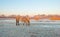 Horse along the shore of a frozen lake at sunrise