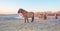 Horse along the shore of a frozen lake at sunrise