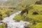 Horse along a stream at the Salkantay trail