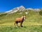 Horse in the Alps, Lech, Arlberg, Austria.