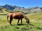 Horse in the Alps, Lech, Arlberg, Austria.