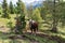 A horse in amazing alpine spring summer landscape in Tirol, Austria