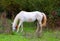 Horse. Amazing white lipizzaner stallion prancing in spring