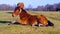 Horse amongst nature in a field