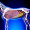 Horse Anatomy - Internal Anatomy of Horse Close-up